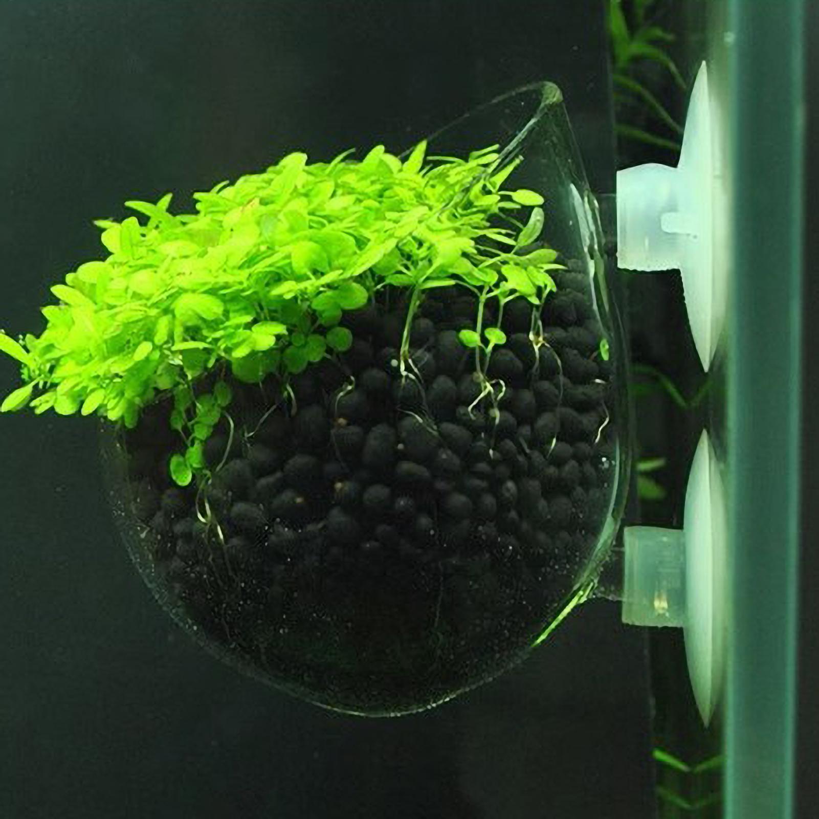 Planted Aquarium Materials - Aquarium Plant Holder Glass Aquatic Plant