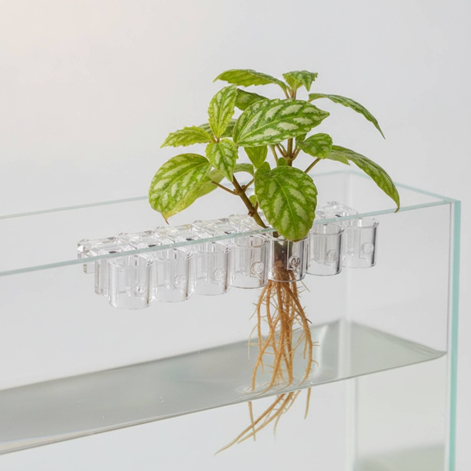 6 Pieces Aquarium Planter Clea - Aquarium Plant Original 评论和价格