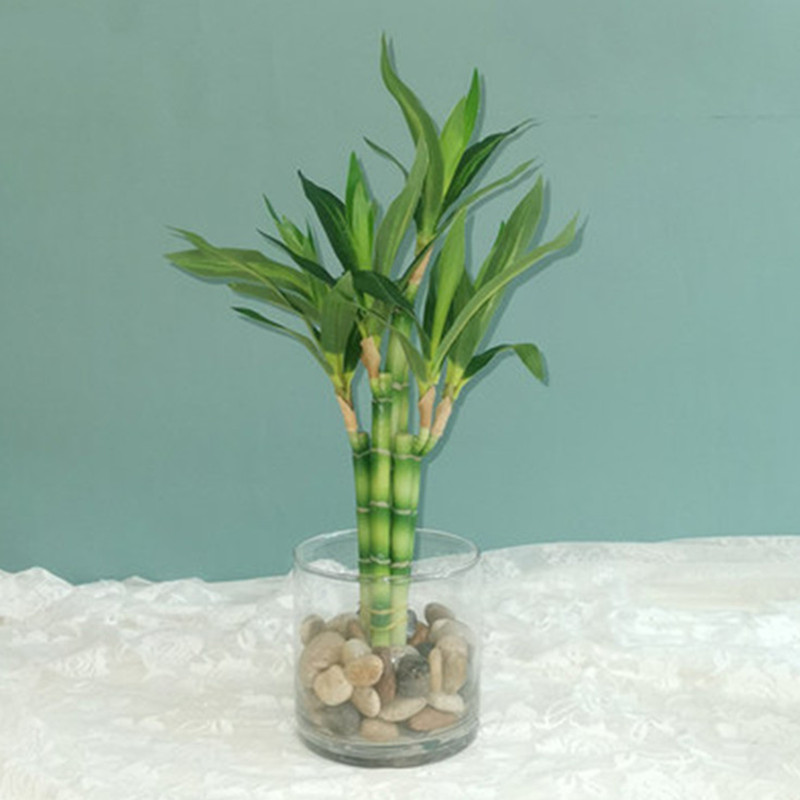 New 40cm Artificial Lucky Bamb - Aquarium Plant Nursery 评论和价格