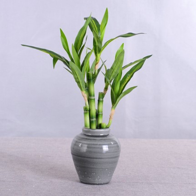 New 40cm Artificial Lucky Bamb - Aquarium Plant Nursery 评论和价格
