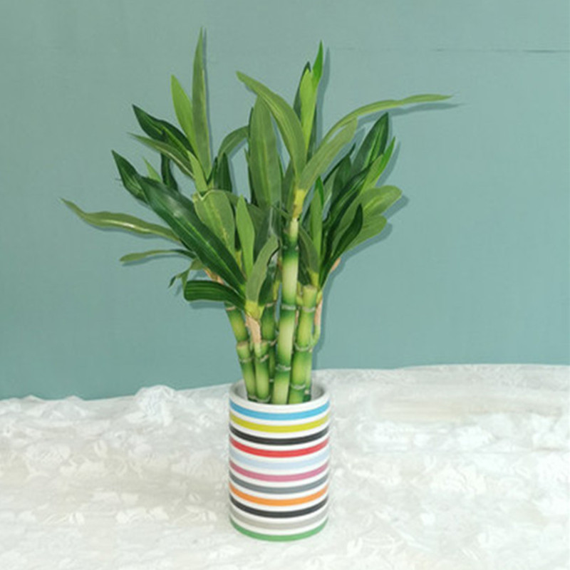 New 40cm Artificial Lucky Bamb - Aquarium Plant Nursery 评论和价格