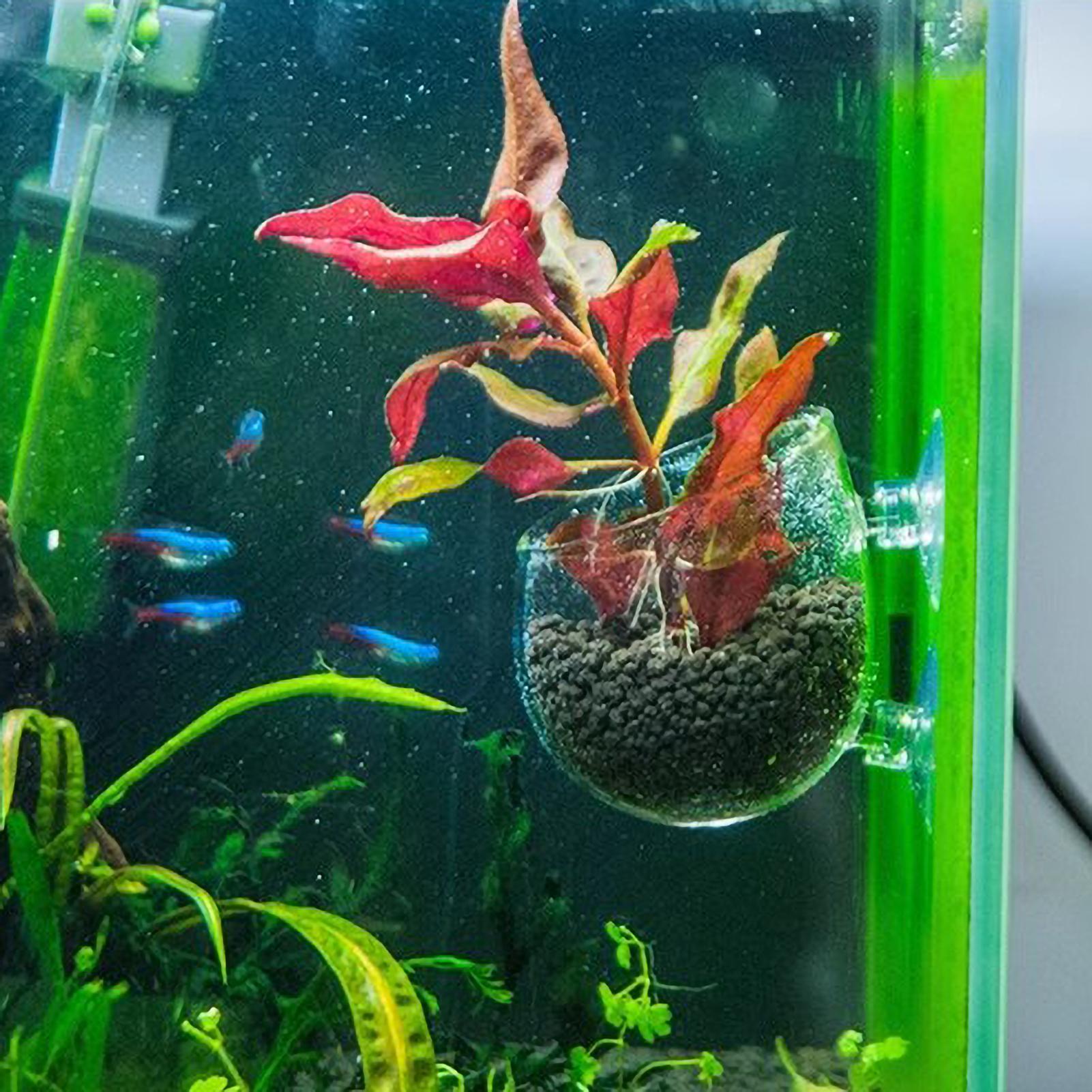 Aquarium Plant Holder Glass Aq - Planted Aquarium Materials 评论和价格