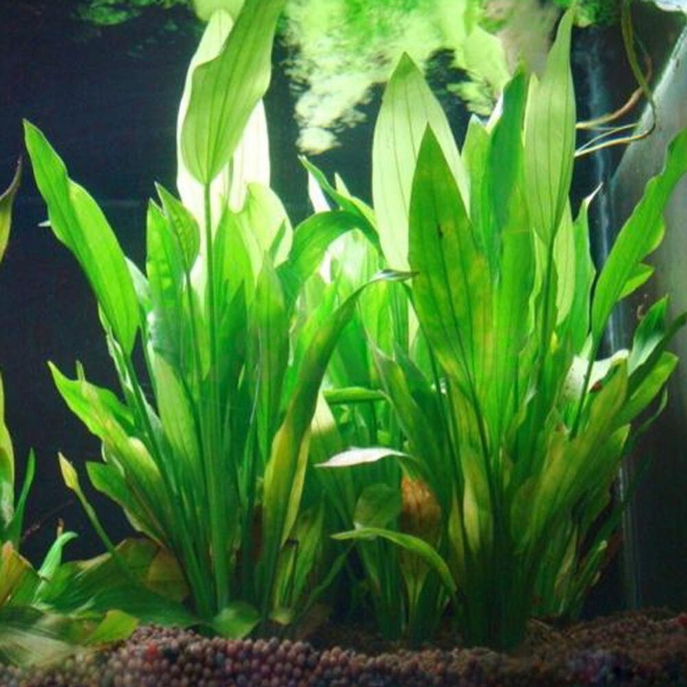 15cm Artificial Aquarium Decor - Planted Aquarium Materials 评论和价格