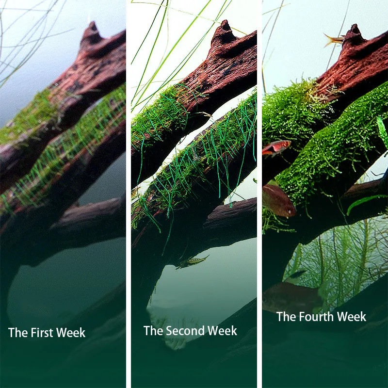 Biodegradable Aquarium Moss Th - Planted Aquarium With Rocks 评论和价格