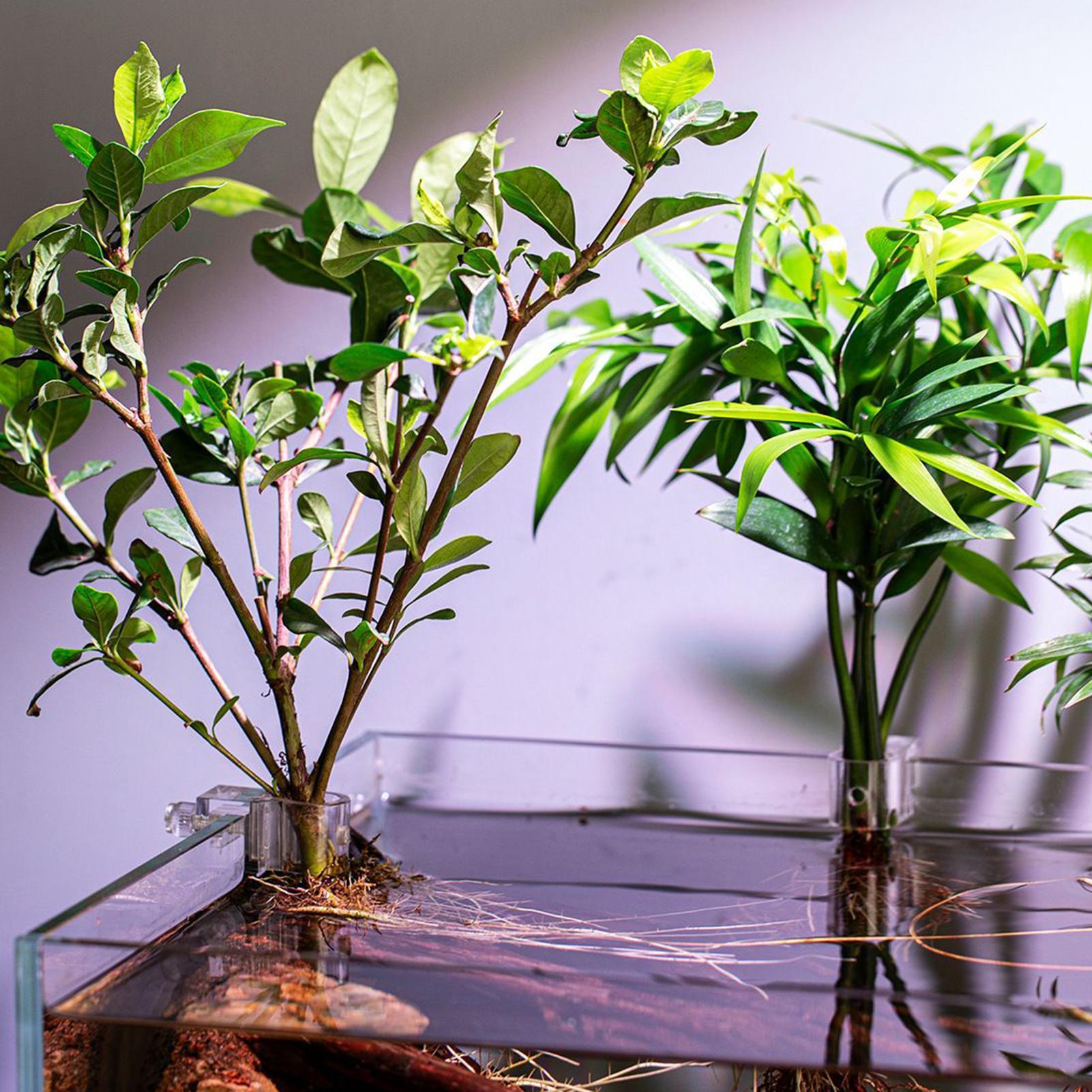6pcs Aquarium Plant Holders Cl - Planted Aquarium Materials 评论和价格
