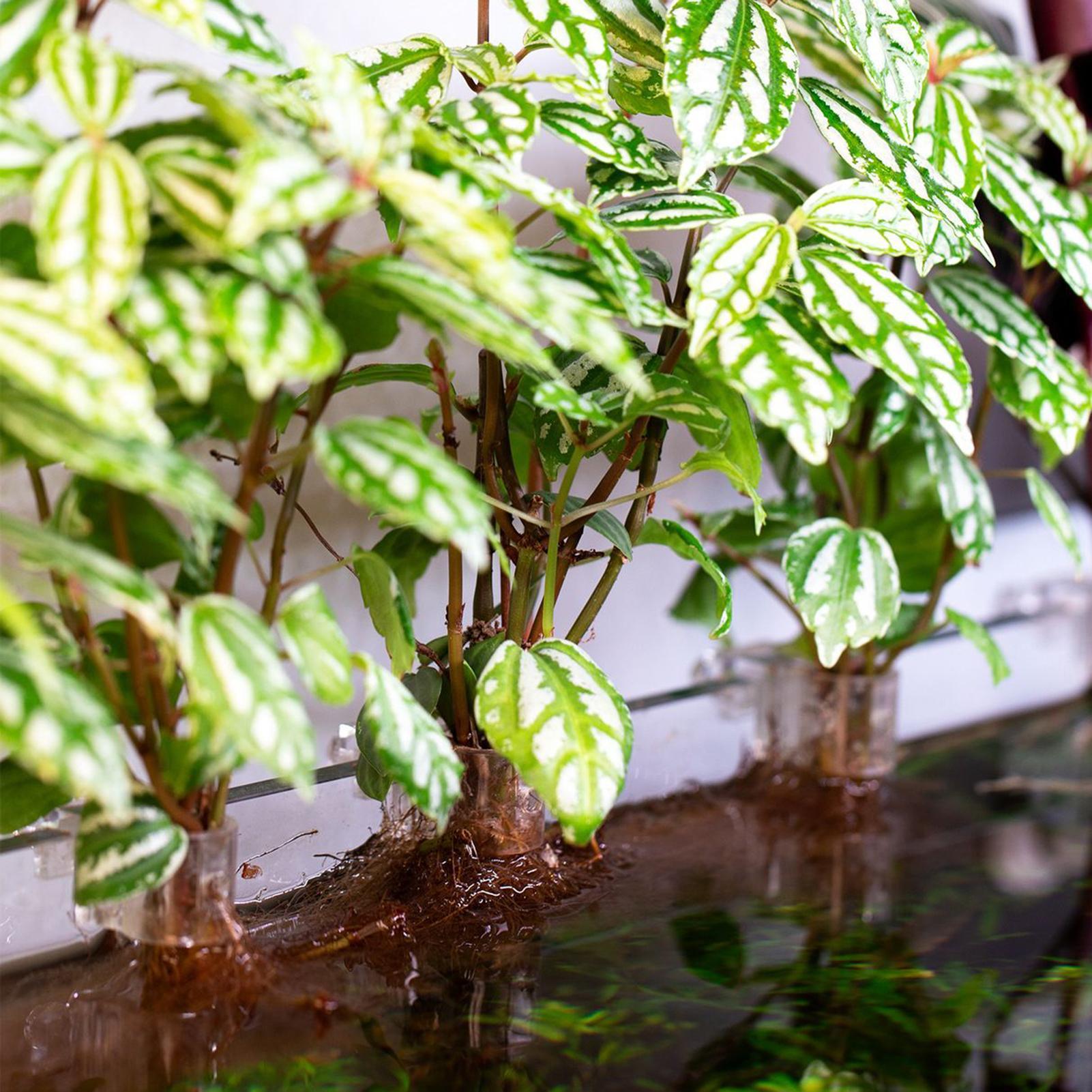 6pcs Aquarium Plant Holders Cl - Planted Aquarium Materials 评论和价格