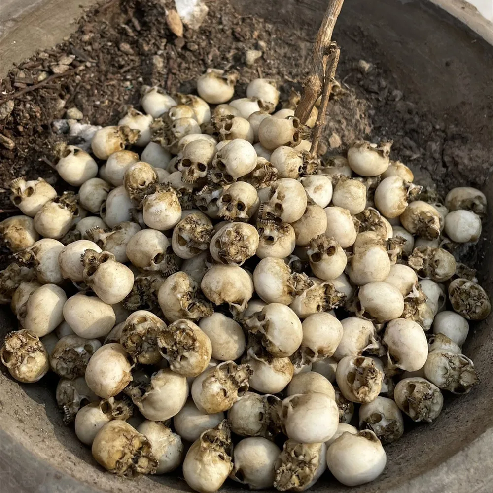 Mini Skull High Quality Miniat - Aquarium Plant Nursery 评论和价格