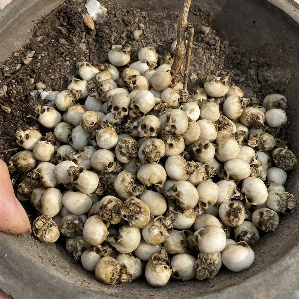 Mini Skull High Quality Miniat - Aquarium Plant Nursery 评论和价格