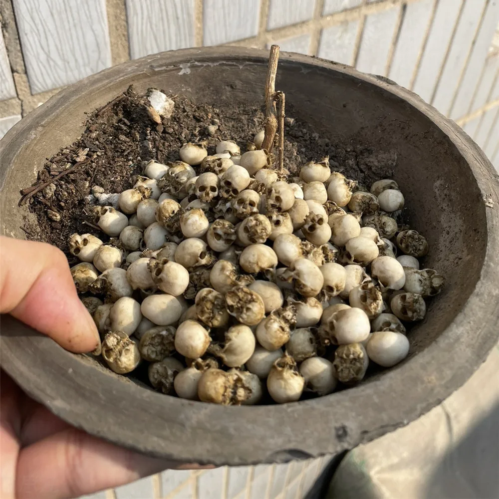 Mini Skull High Quality Miniat - Aquarium Plant Nursery 评论和价格