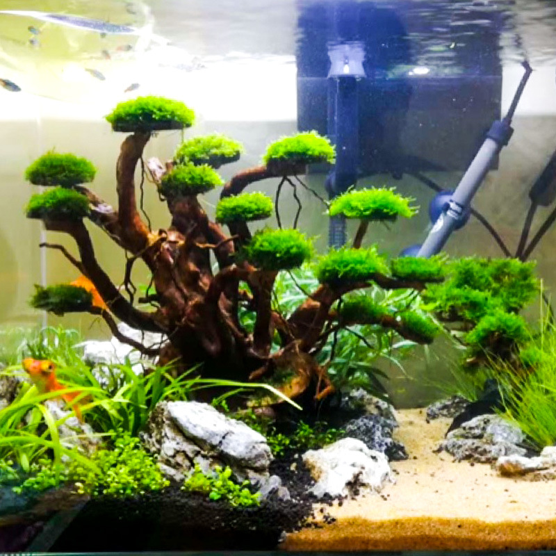 Aquarium Landscaping Moss Tree - Aquarium Plant Nursery 评论和价格